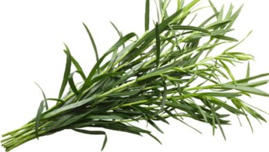 خواص ترخون برای فشار خون