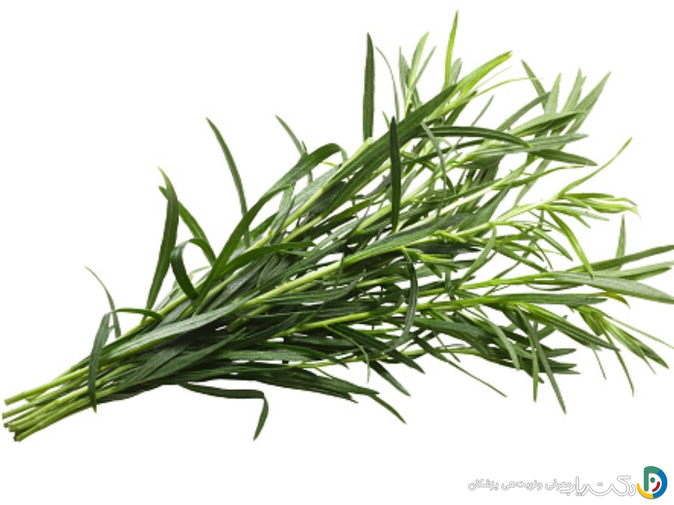 خواص ترخون برای فشار خون