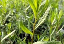خواص ترخون برای چربی خون