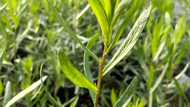 خواص ترخون برای چربی خون