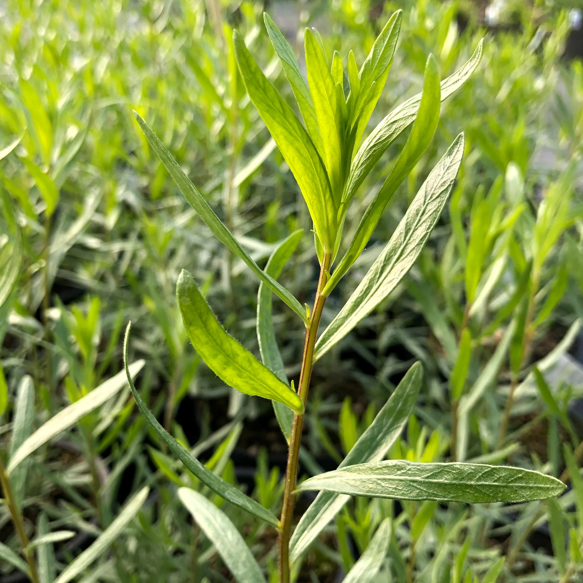 خواص ترخون برای چربی خون