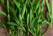 خواص ترخون برای رحم