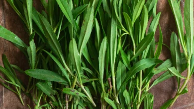 خواص ترخون برای رحم