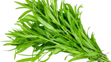 خواص ترخون برای بوی بد دهان