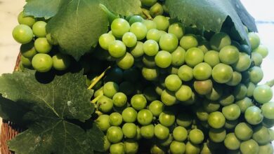 خواص غوره برای مردان