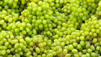 خواص غوره برای کلیه