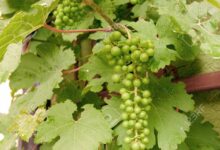 خواص غوره برای لاغری