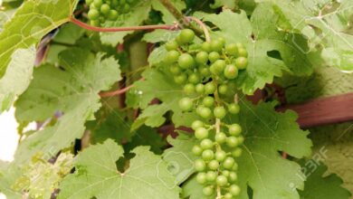 خواص غوره برای لاغری