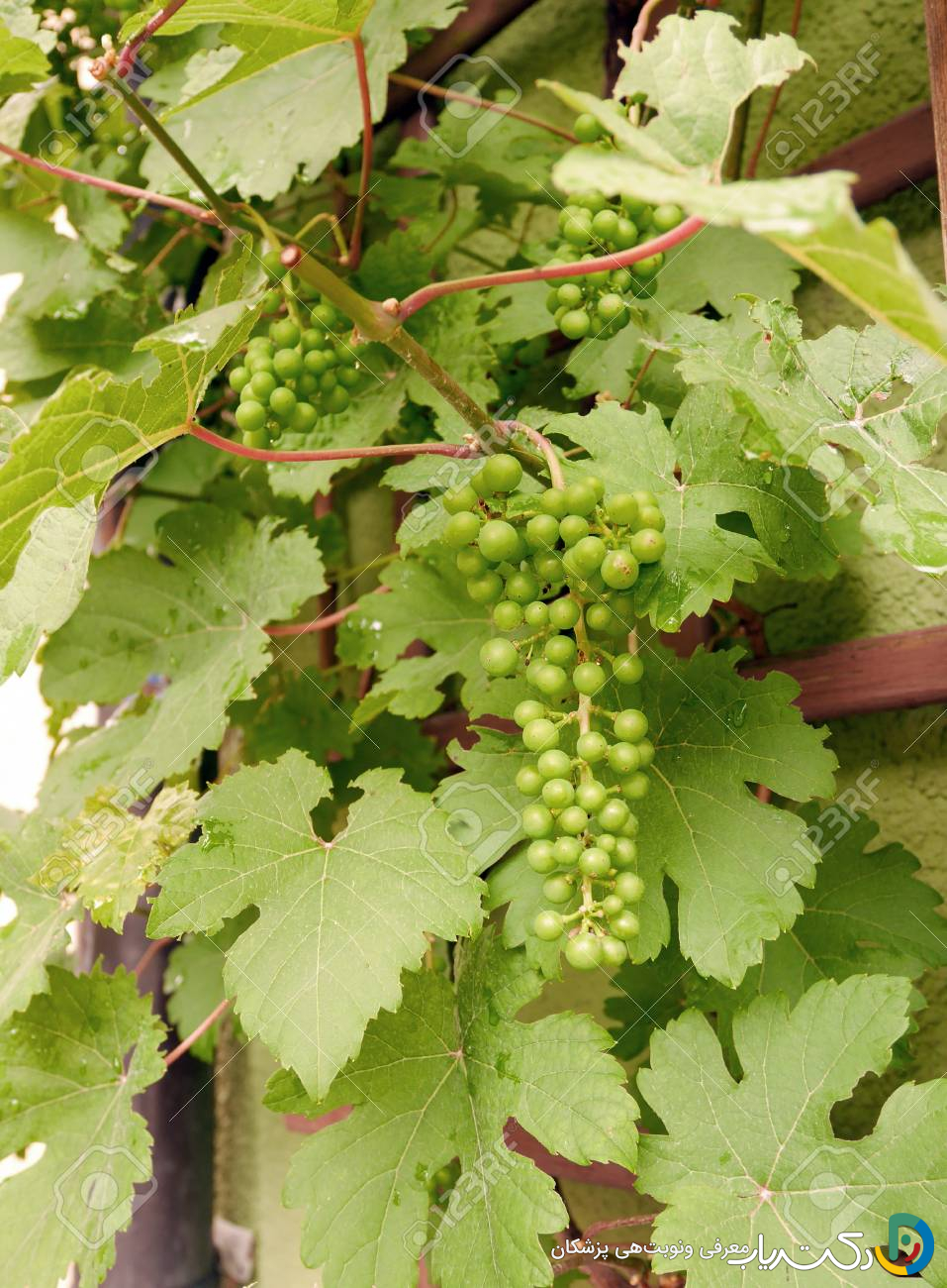 خواص غوره برای لاغری