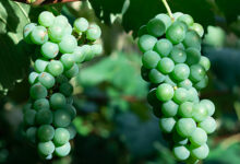 خواص غوره برای قلب