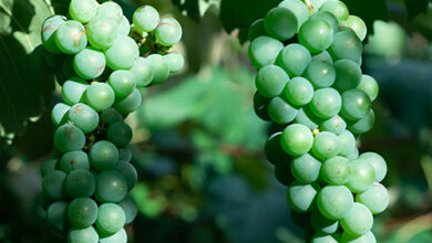 خواص غوره برای قلب