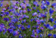 خواص گل گاوزبان برای لاغری