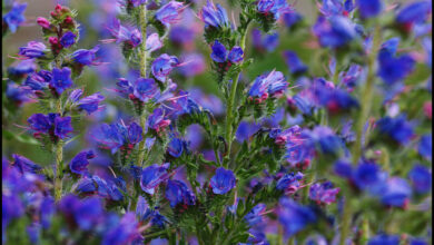 خواص گل گاوزبان برای لاغری