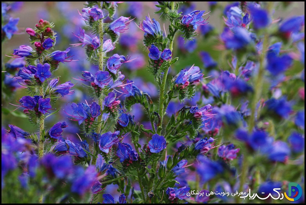 خواص گل گاوزبان برای لاغری