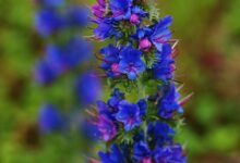 خواص گل گاوزبان برای قلب