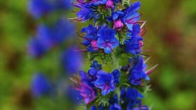 خواص گل گاوزبان برای قلب