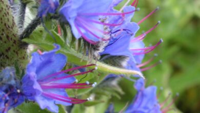 خواص گل گاوزبان برای زنان