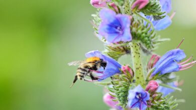 خواص گل گاوزبان برای سرماخوردگی
