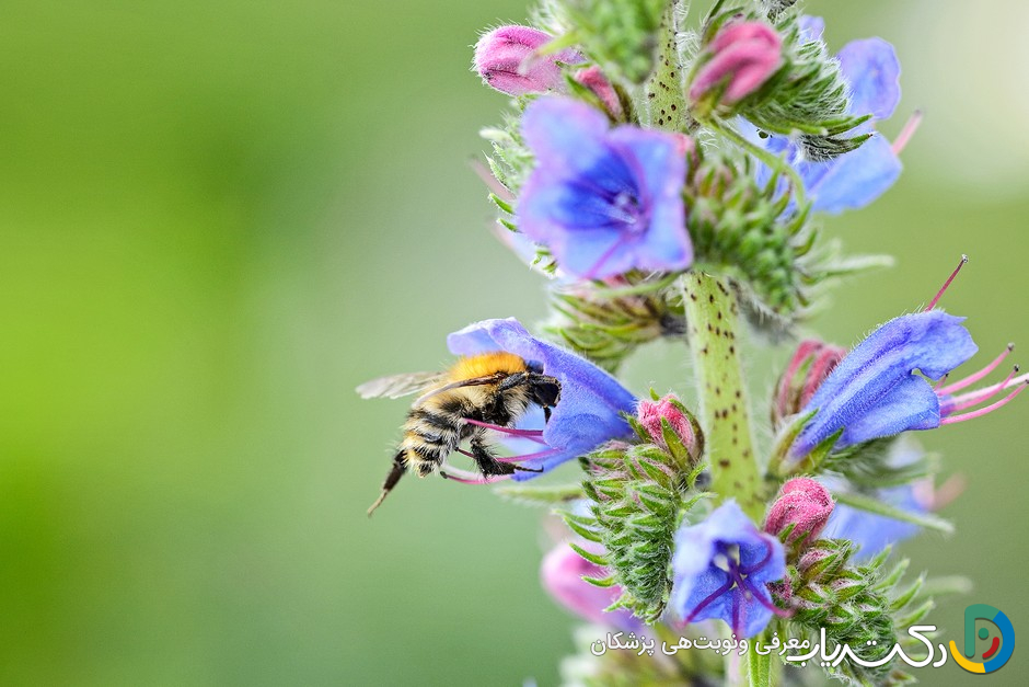 خواص گل گاوزبان برای سرماخوردگی