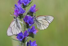 خواص گل گاوزبان برای رحم