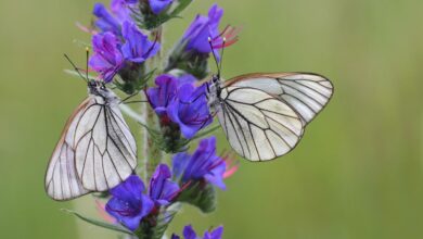 خواص گل گاوزبان برای رحم