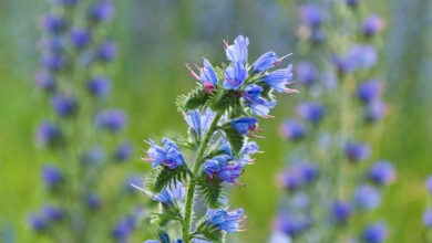 خواص گل گاوزبان برای پریود