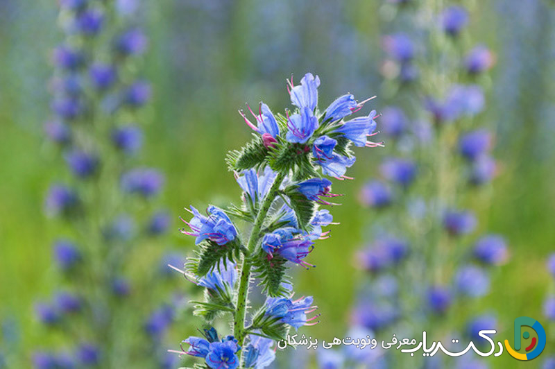 خواص گل گاوزبان برای پریود