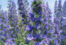 خواص گل گاوزبان برای خواب