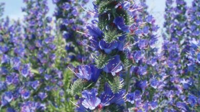 خواص گل گاوزبان برای خواب