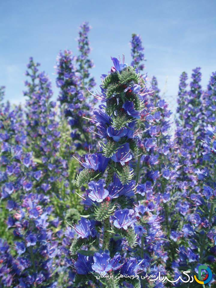 خواص گل گاوزبان برای خواب