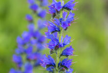 خواص گل گاوزبان برای اعصاب