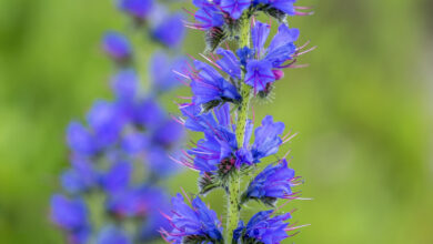 خواص گل گاوزبان برای اعصاب