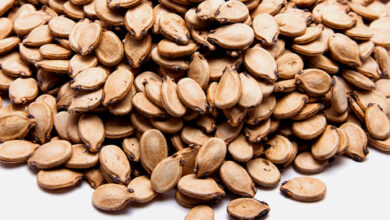 خواص تخمه هندوانه برای زنان