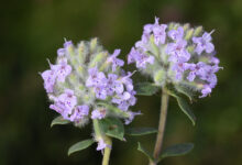 خواص کاکوتی برای معده