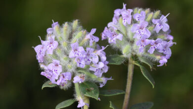 خواص کاکوتی برای معده