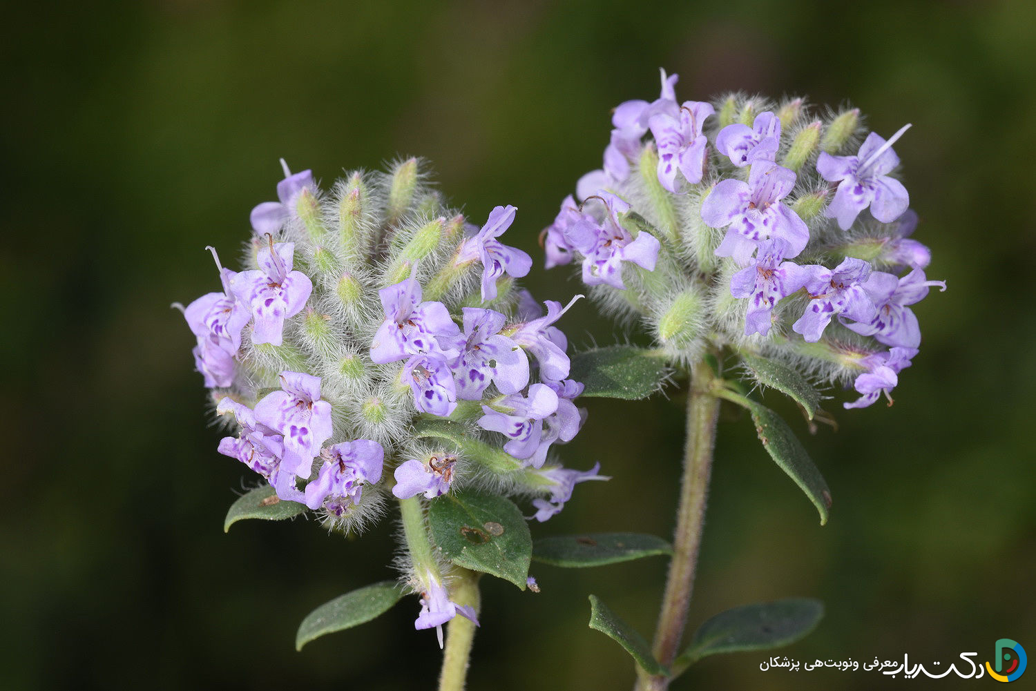خواص کاکوتی برای معده