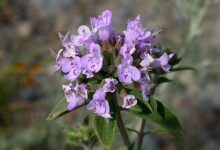 خواص کاکوتی برای سرماخوردگی