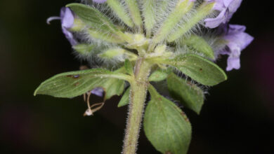 خواص کاکوتی برای یبوست