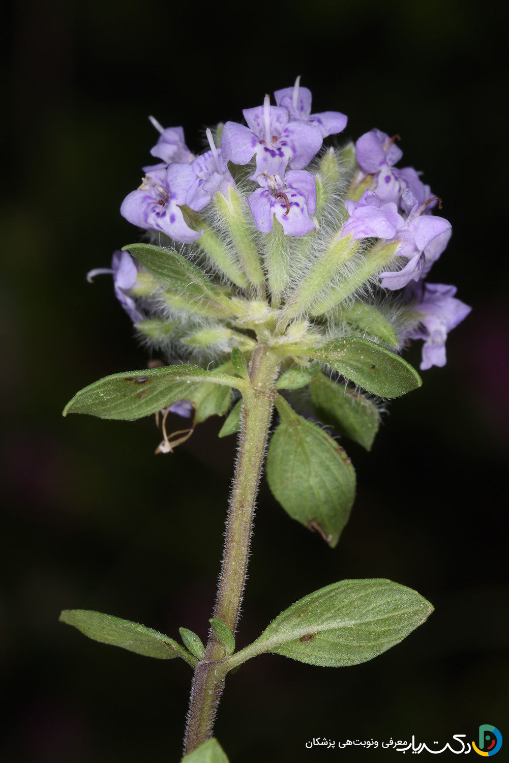 خواص کاکوتی برای یبوست