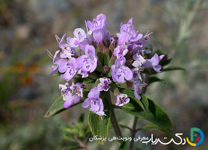خواص کاکوتی برای کبد