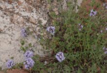 خواص کاکوتی برای مردان