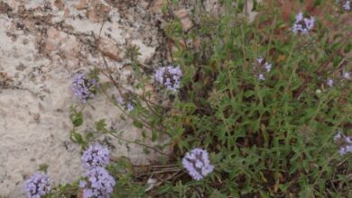 خواص کاکوتی برای مردان