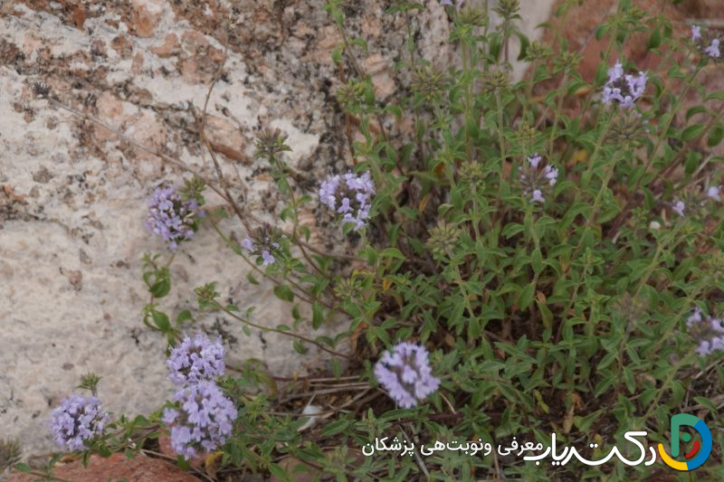 خواص کاکوتی برای مردان