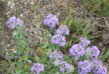 خواص کاکوتی برای عفونت