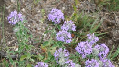 خواص کاکوتی برای عفونت