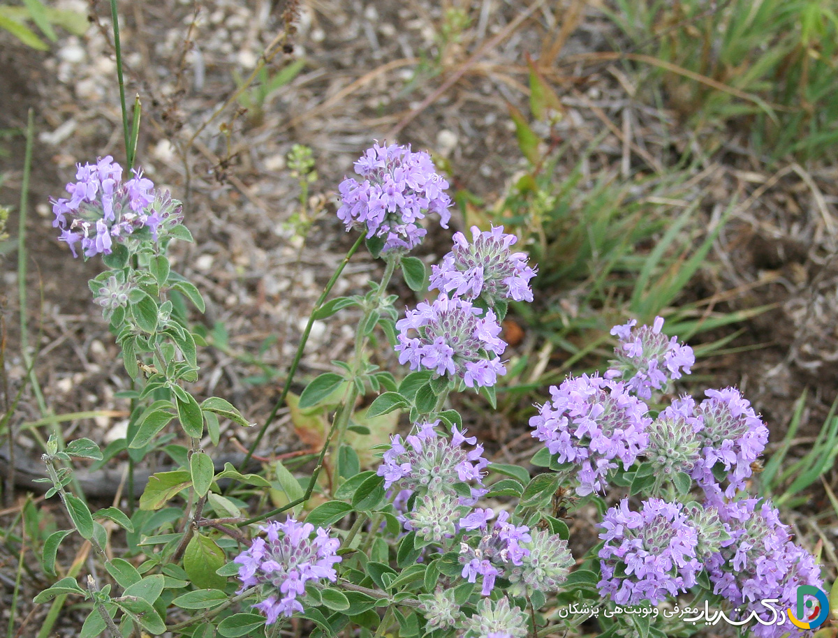 خواص کاکوتی برای عفونت