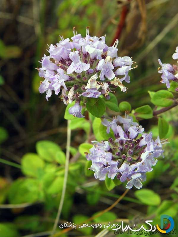 خواص کاکوتی برای قاعدگی