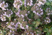 خواص کاکوتی برای ریه