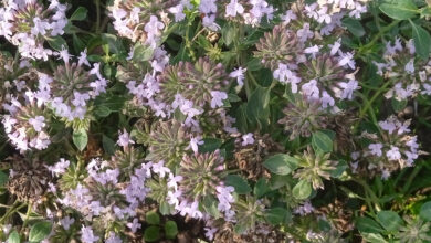 خواص کاکوتی برای ریه