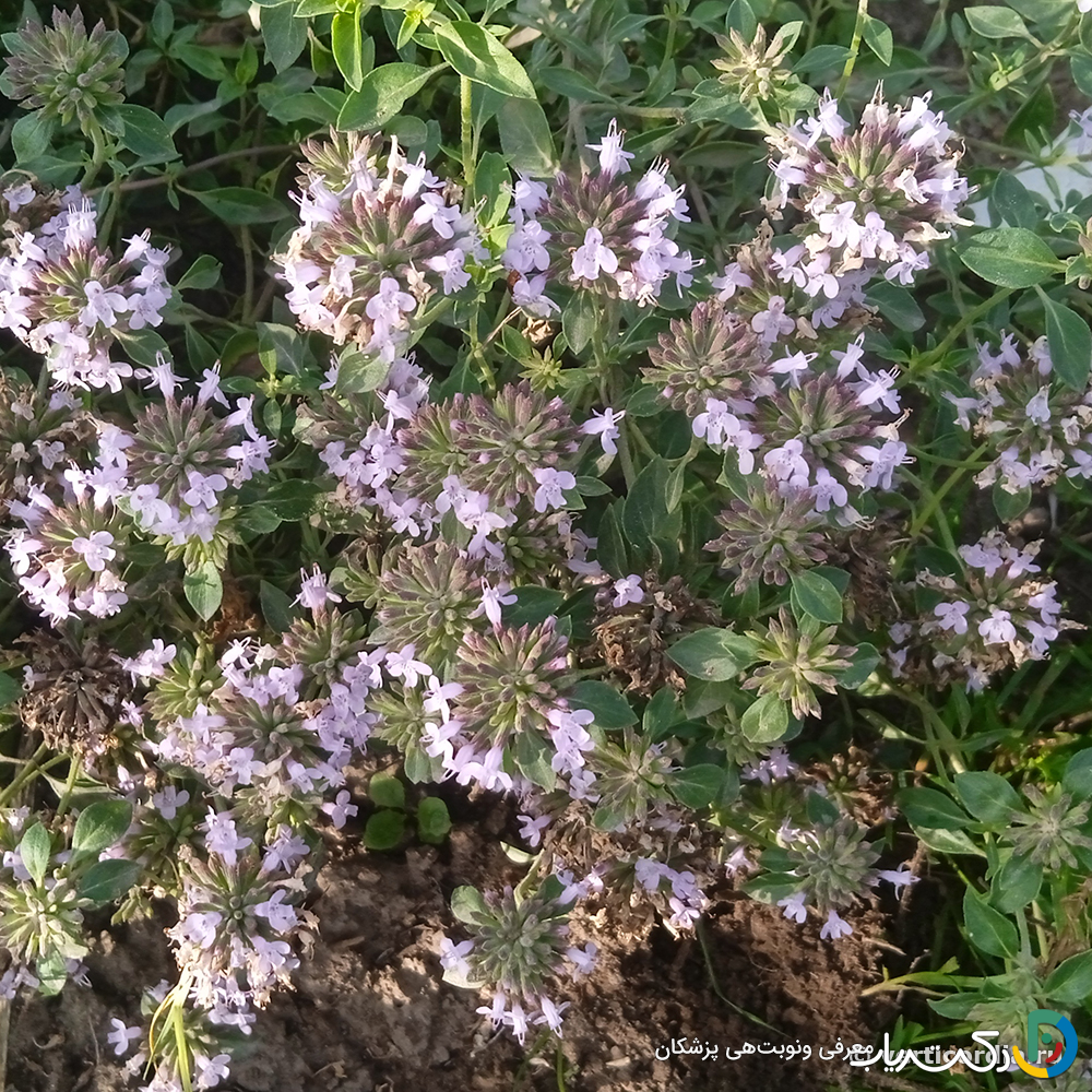 خواص کاکوتی برای ریه